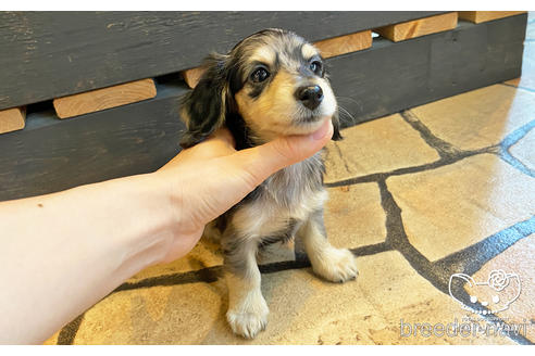 成約済の愛知県のミニチュアダックスフンド(ロングヘアード)-186808の3枚目